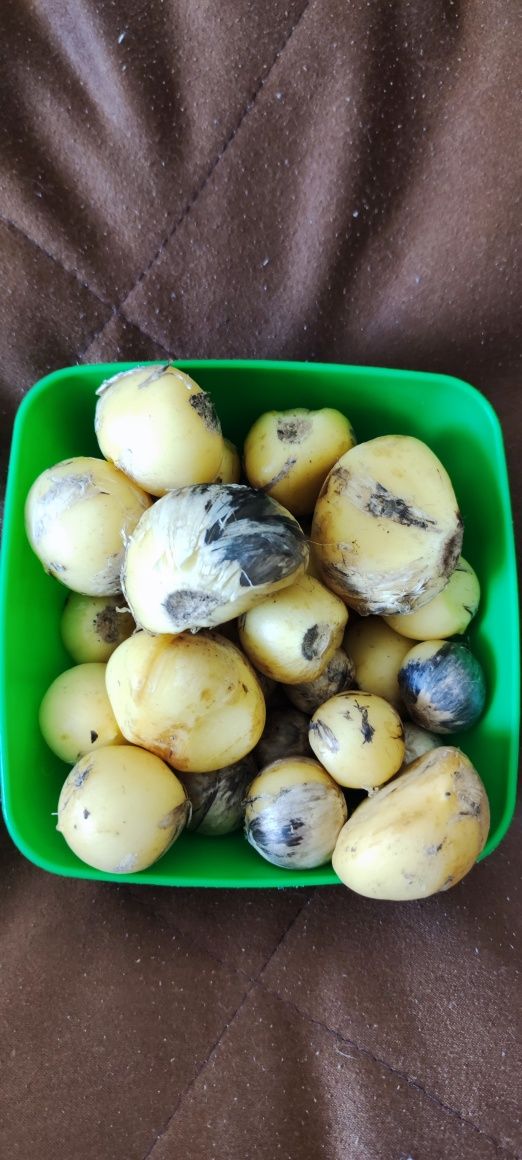 Цибульки луковицы тюльпана,  ранній, червоний, Аліум