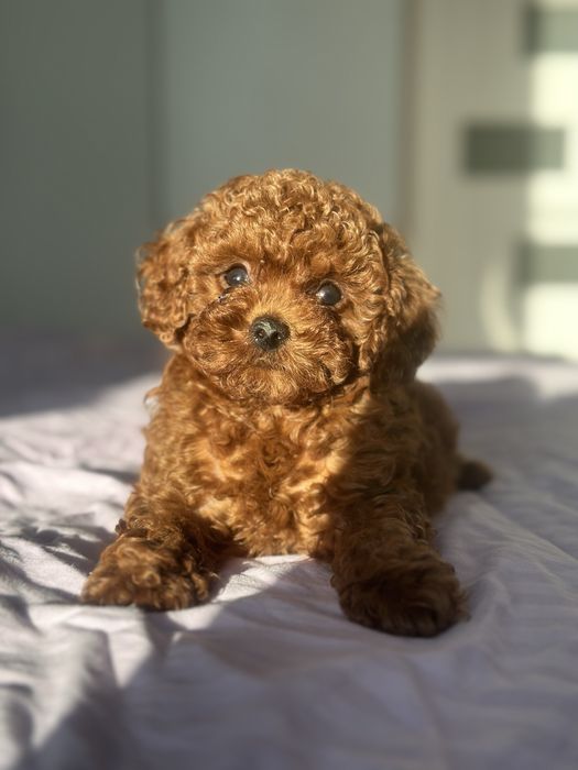 VIP девочка Той пуделя беби фейс мордочка