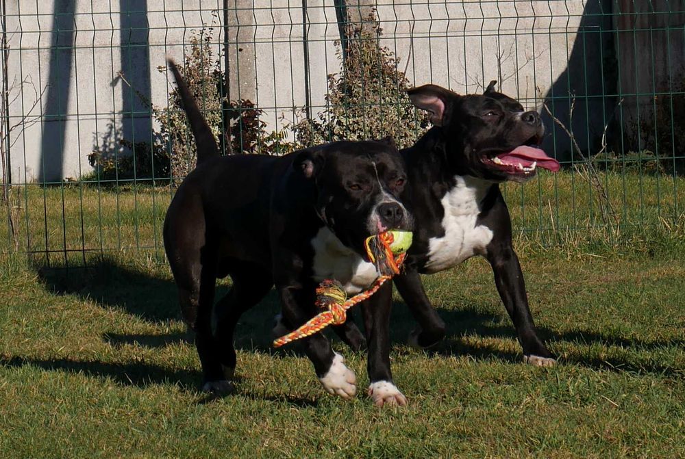 American Staffordshire Terrier, Amstaff piękny mocny ODCHOWANY samiec