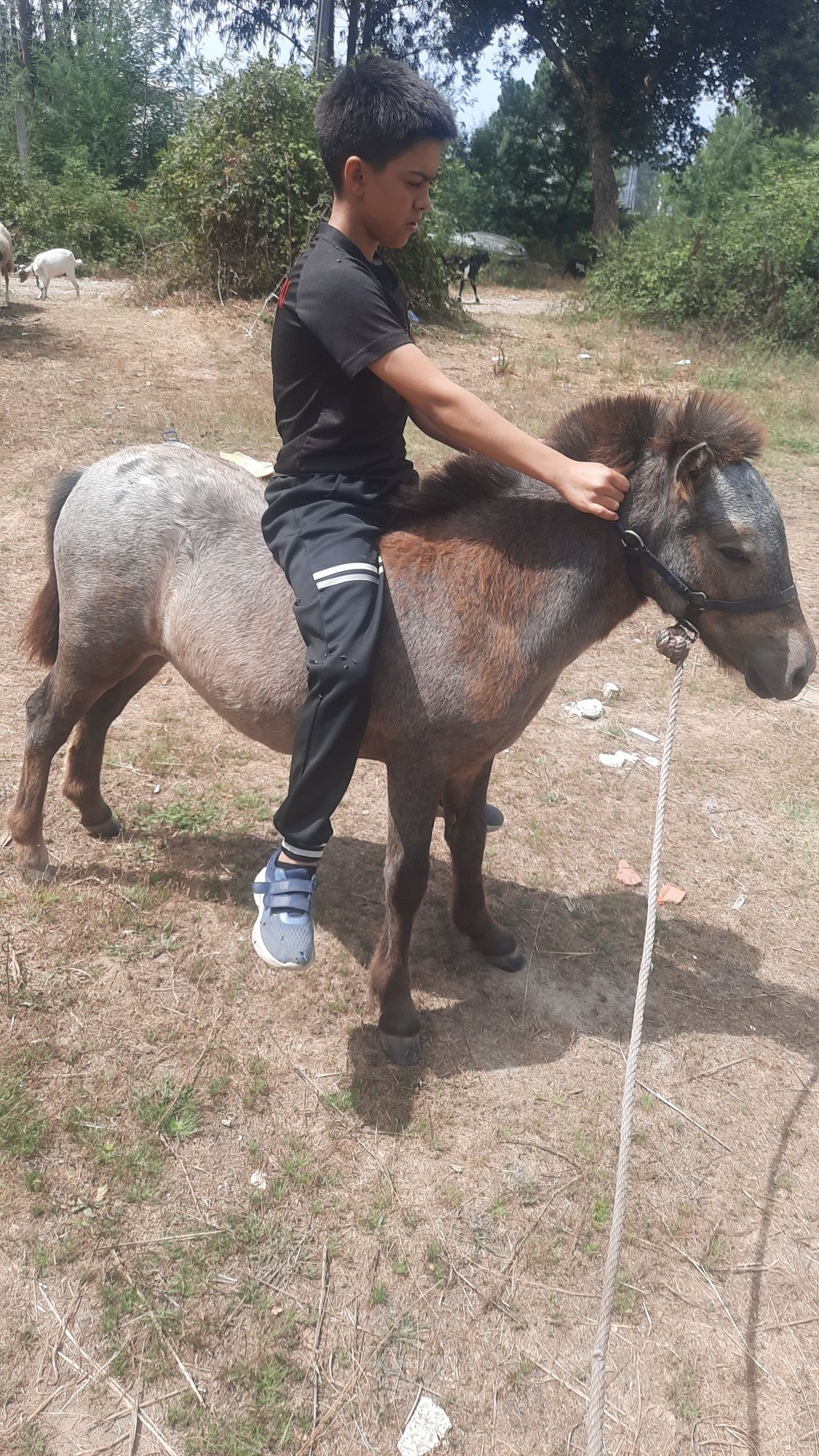 Ponei apaluso 8 meses