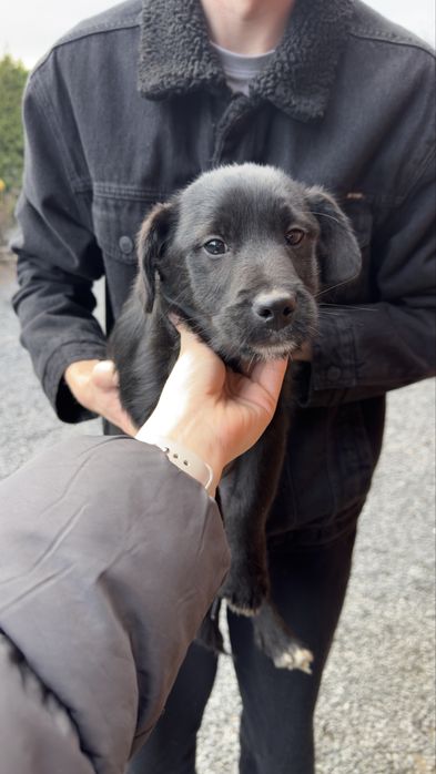 Do oddania dwa psiaki