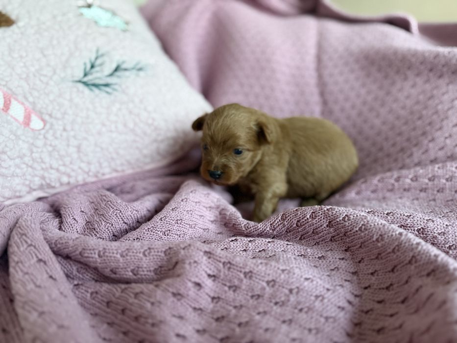 Pomeranian szpic miniaturowy suczka orange