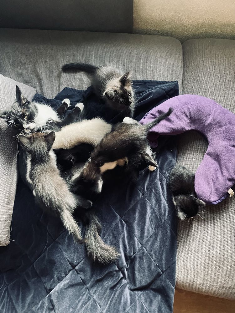 Gatinhos para adopção