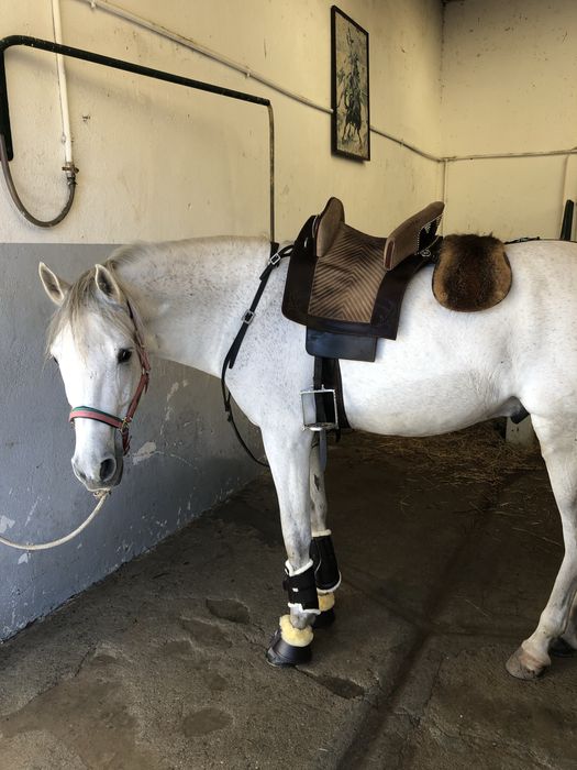 Luso-arabe e cruzado lusitano