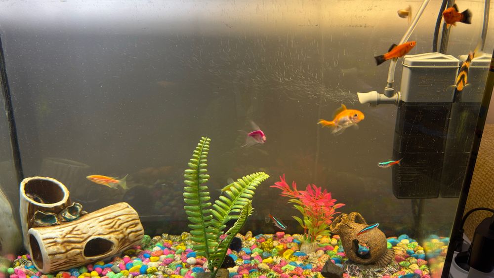 Аквариум с рыбками