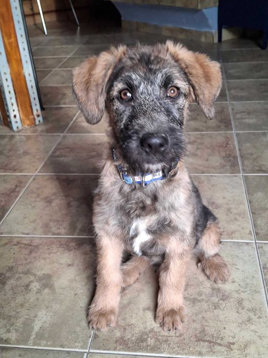 Szczeniak szuka domu