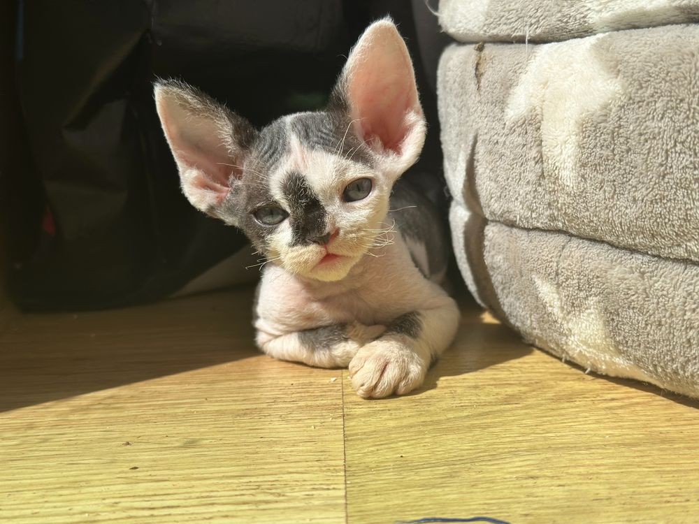 Kocurek devon rex Valery
