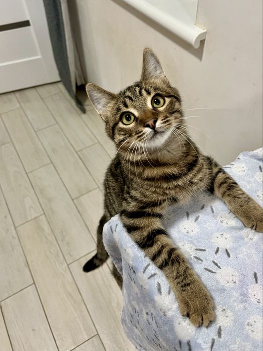 Котенок мальчик 5 мес привит