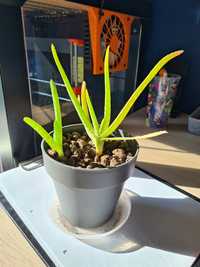 Aloes Aloe Vera roślina lecznicza