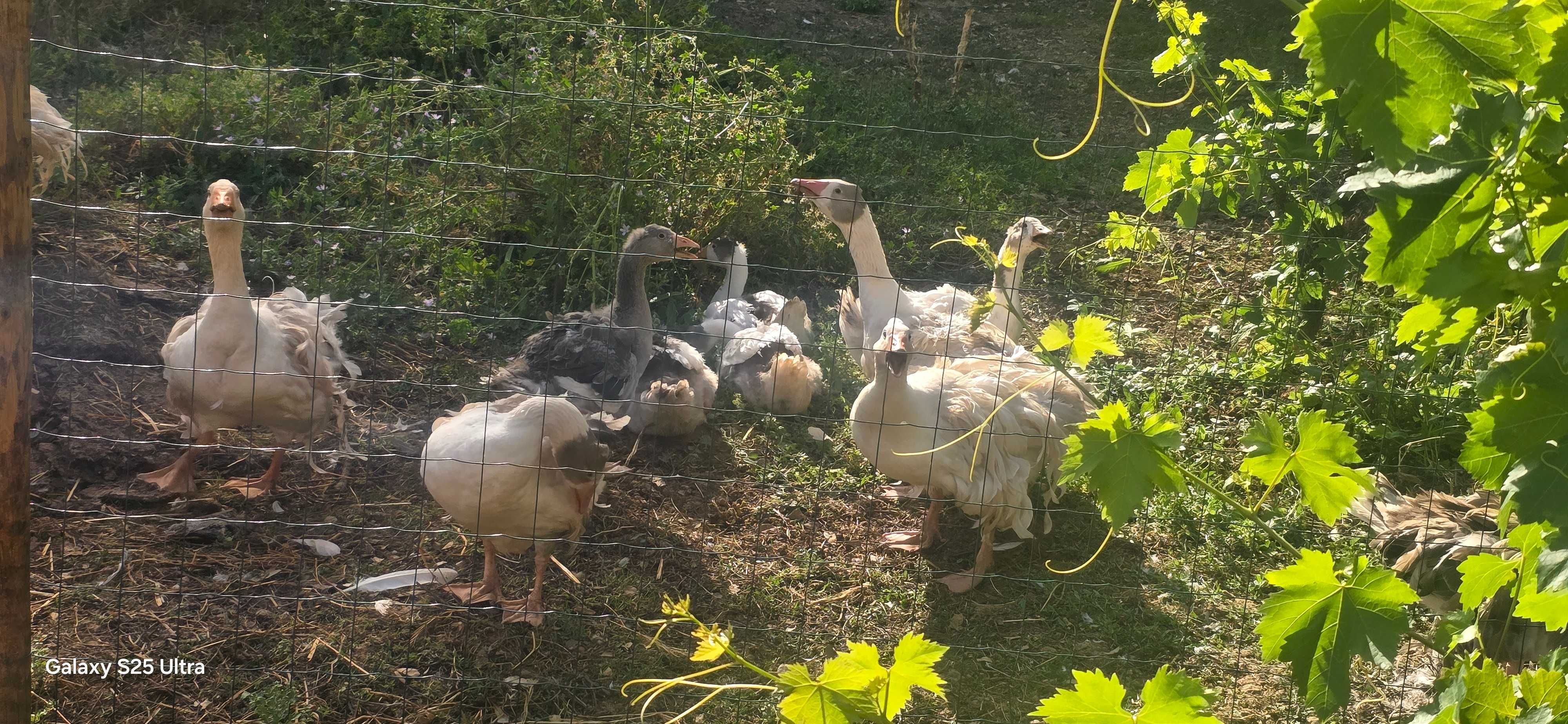 Vendo patos gansos