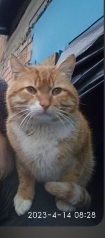 Шукаю свого котика