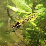 Endler Yellow Tiger speartail