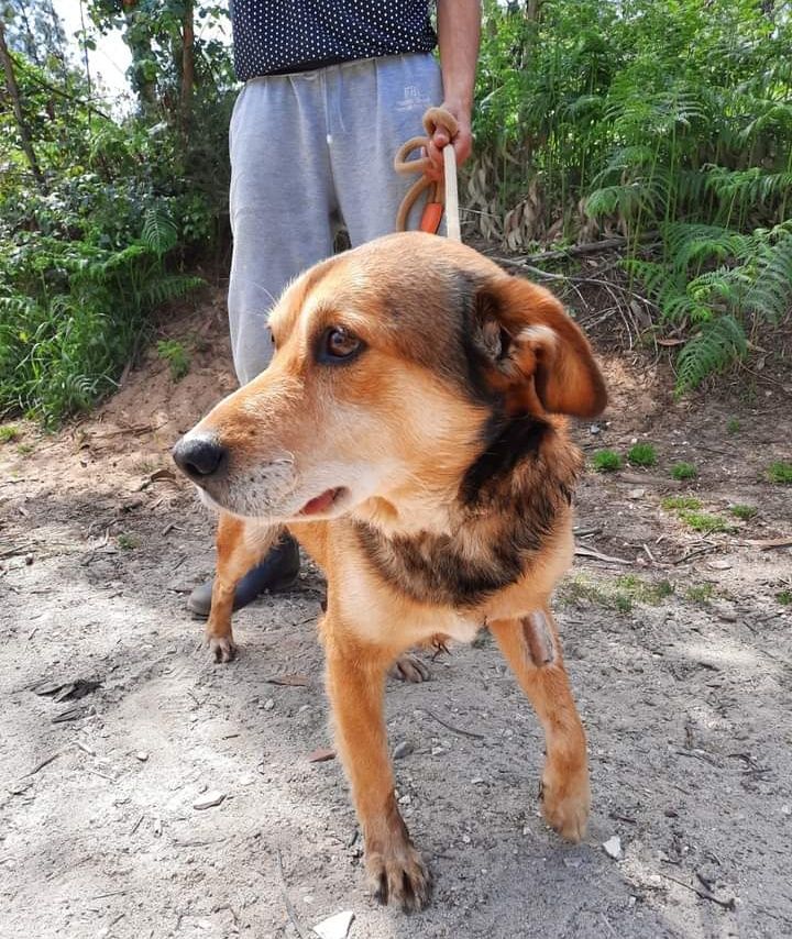 Rex- cachorro de porte médio para adoção