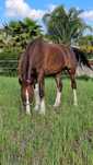 KWPN puro de 17 anos - cavalo calmo e dócil