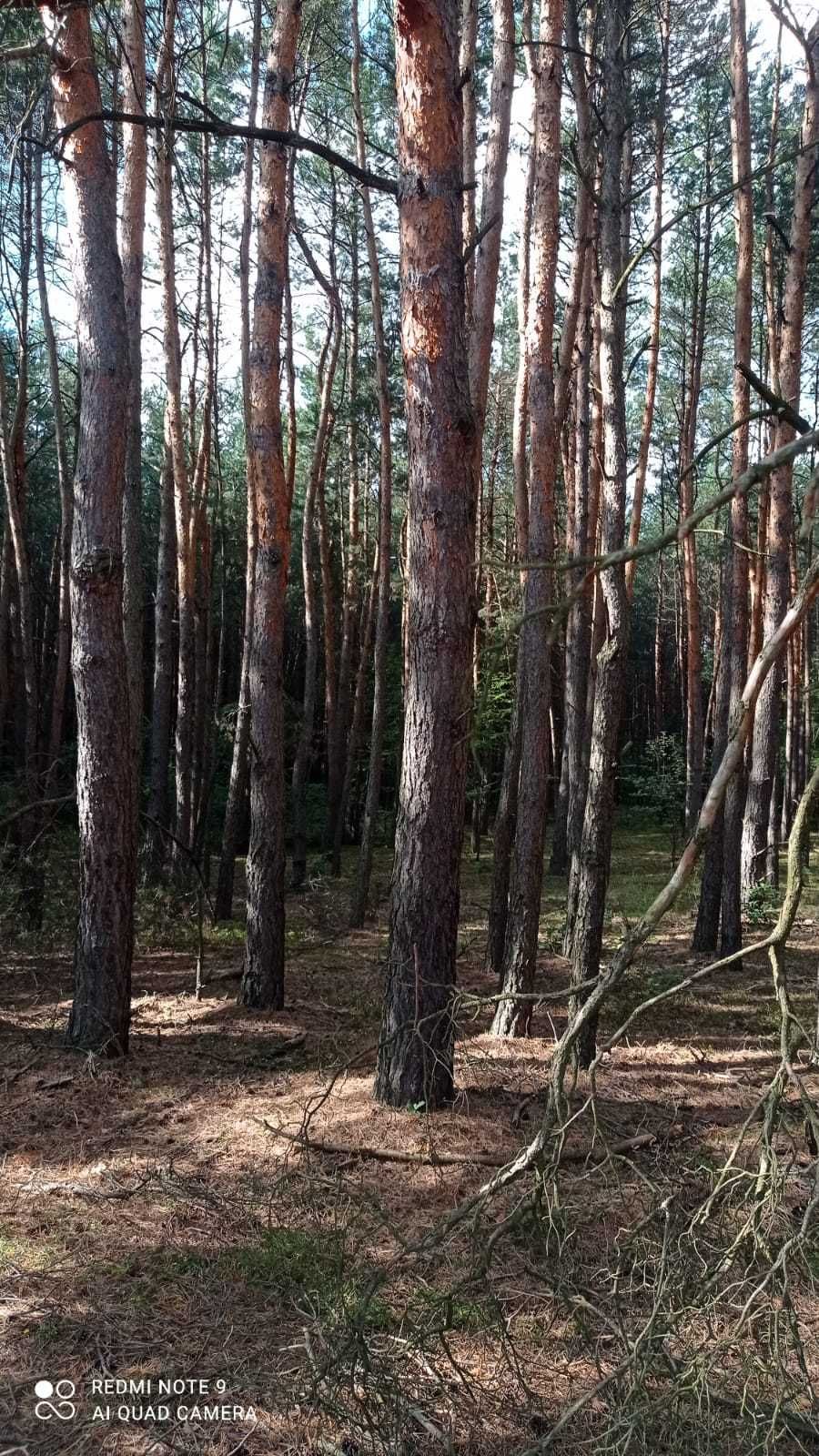 Sprzedam drewno / do zrębu / na pniu / 90 lat / 200 zł/szt.