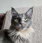 Kocięta Maine Coon FPL - Niebieska Szylkretka INFINITY
