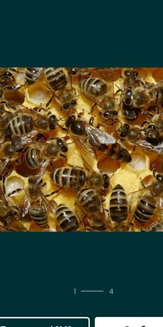 Бджолопакети, відводки