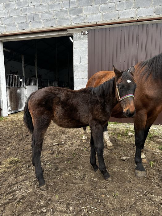 Klaczka śląska 7 miesiecy