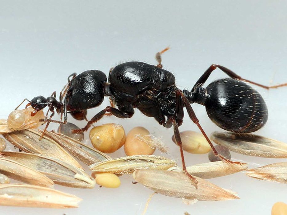 ВЕЛИКІ колонії 70+ робітників, Жнеці, Messor Structor, Мурахи