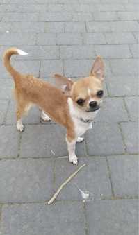 Chihuahua krycie sprawdzony reproduktor