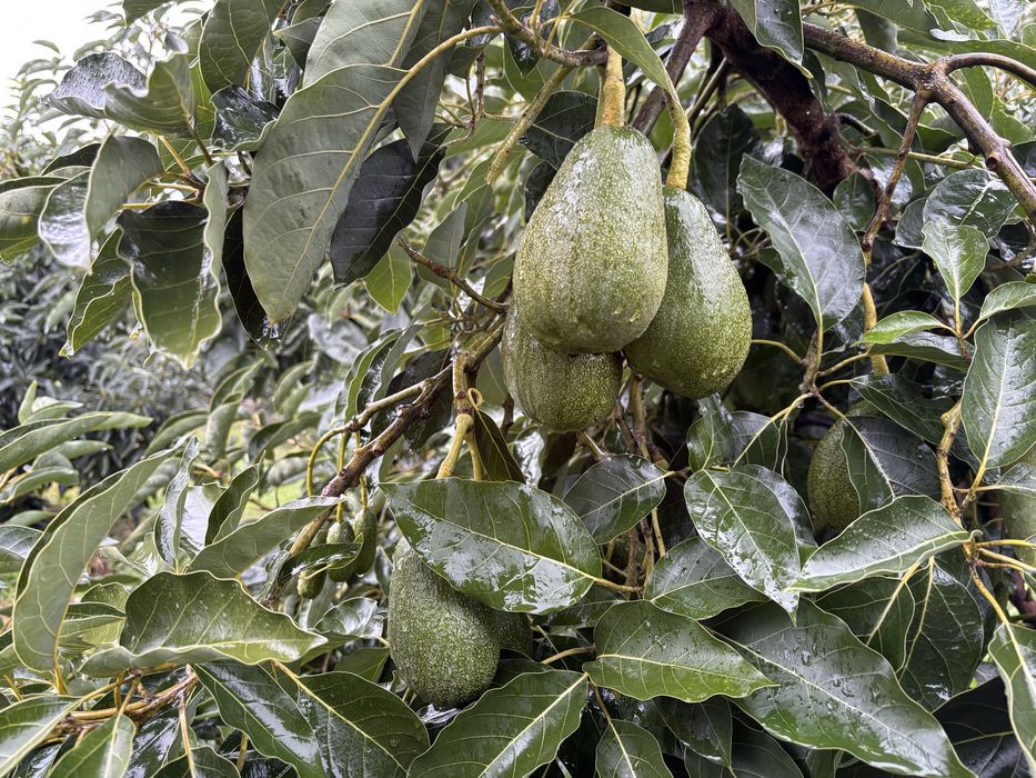 Abacates biológicos