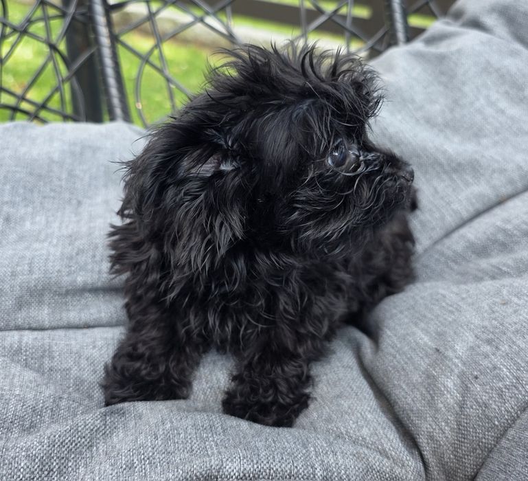 Śliczny mini  chlopczyk