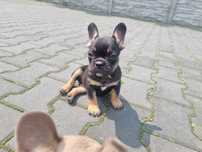 Buldog francuski