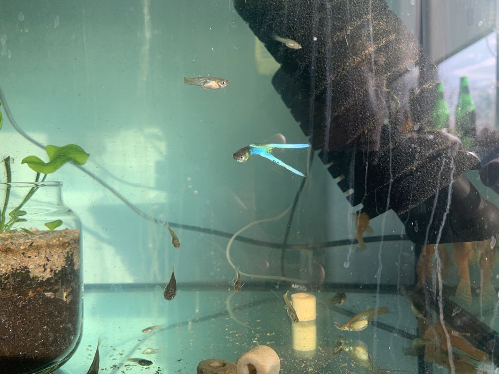 Gupiki endlera blue japan rybki akwariowe