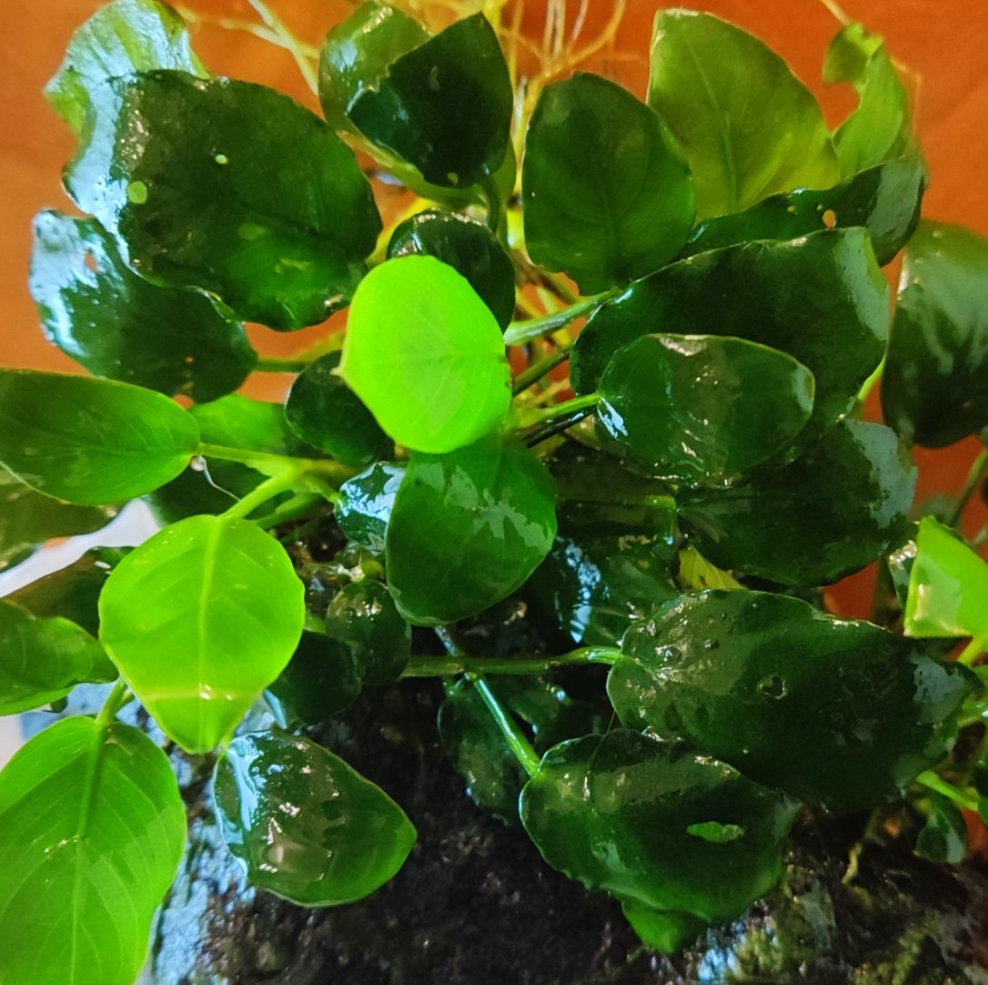Planta Anubias Nana