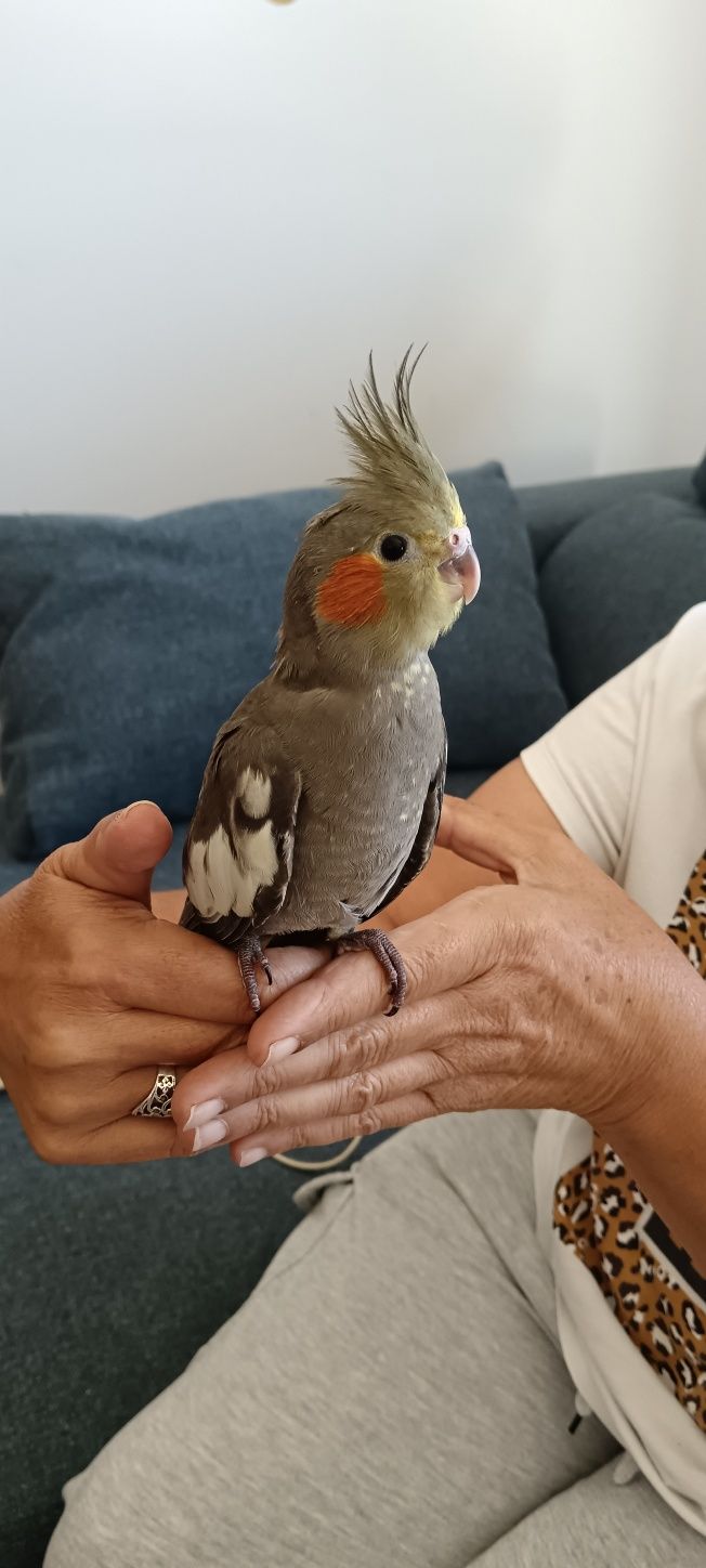 Vendo caturra bebé