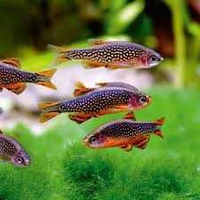 GB Razbora galaxy , Microrasbora sp. Galaxy, Danio margaritatus