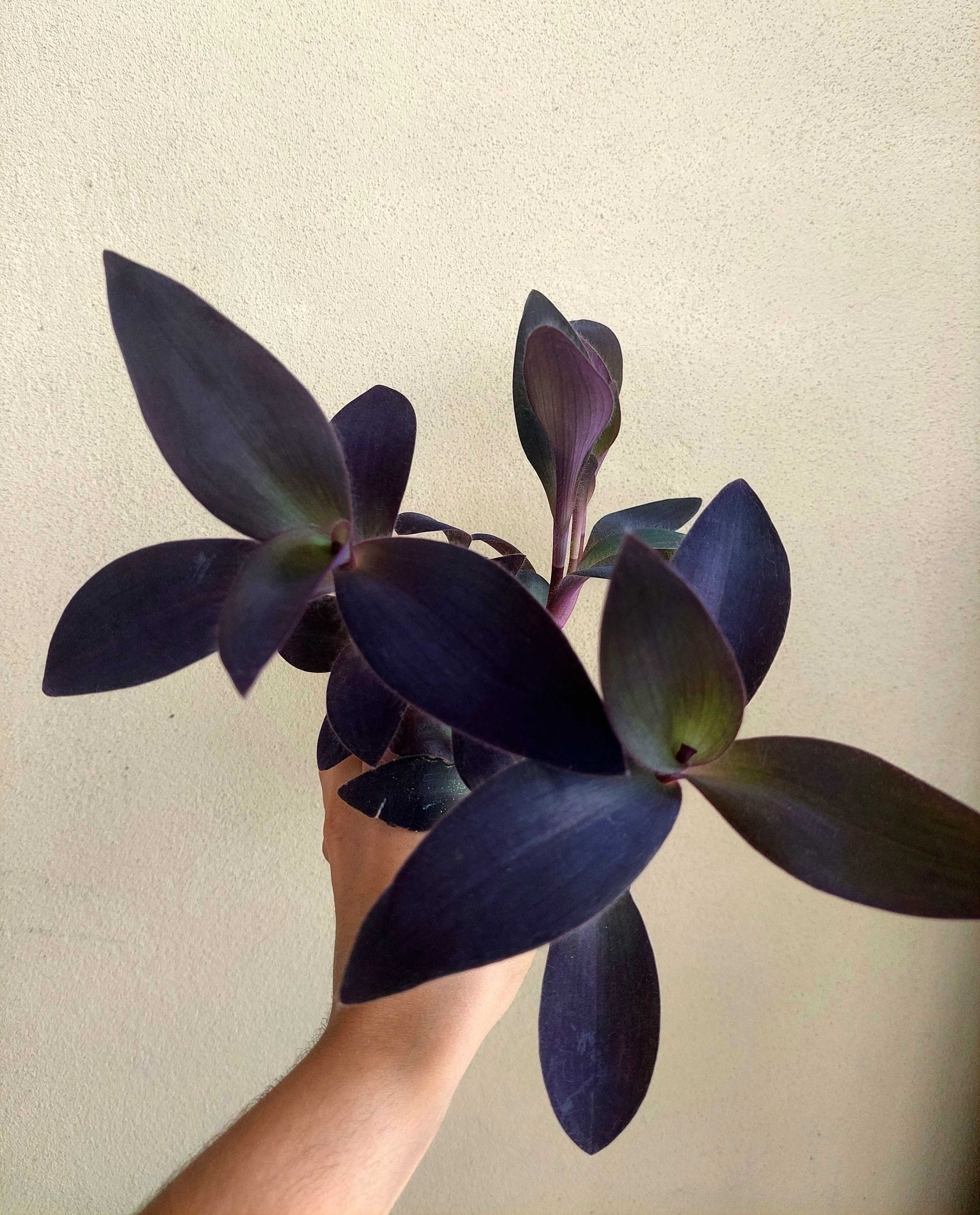 Tradescantia Purple heart
