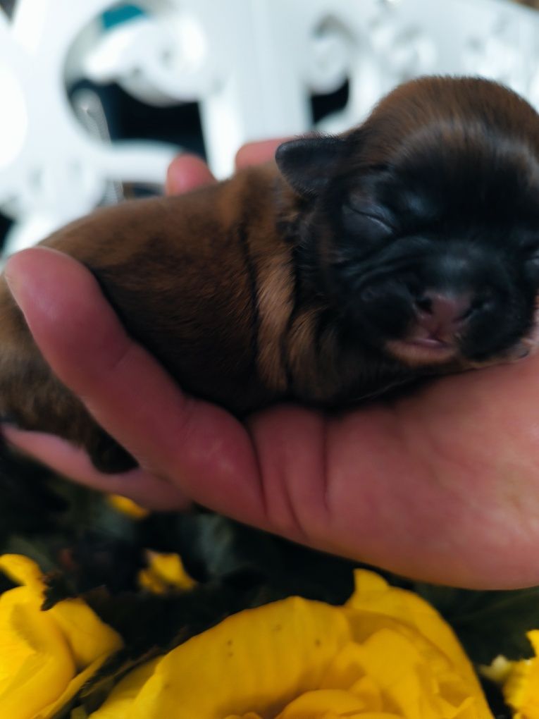 Suczka shih tzu brązowa z czarną maską odbiór po wakacjach