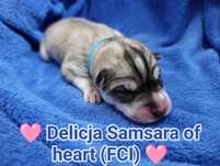Mamy miot Siberian Husky FCI ZKwP
