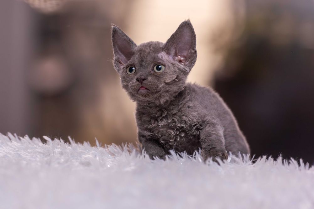 Devon Rex niebieska koteczka - Finka