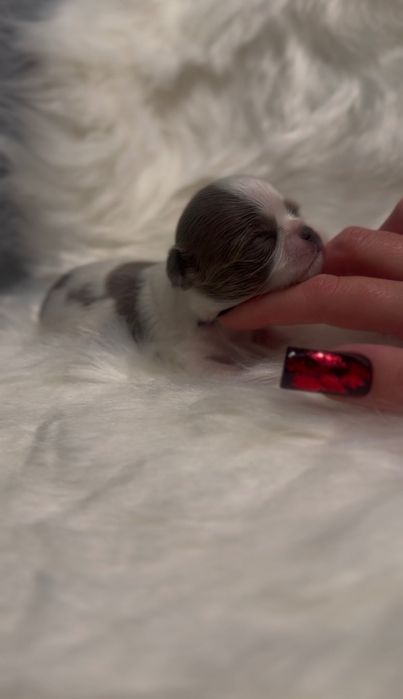 Uroczy, LILIOWY Chihuahua mini - długowłosy