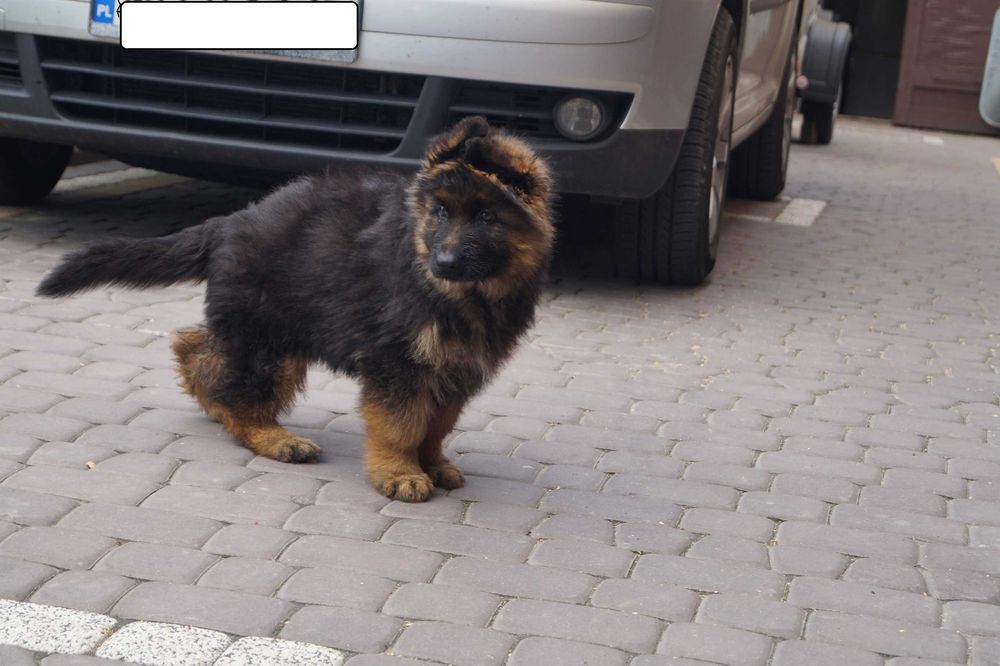 owczarek niemiecki szczeniak