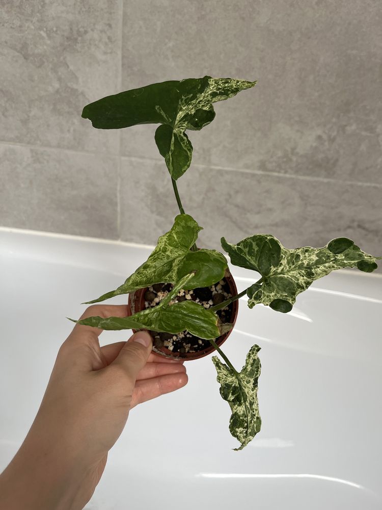 Syngonium mottled mojito