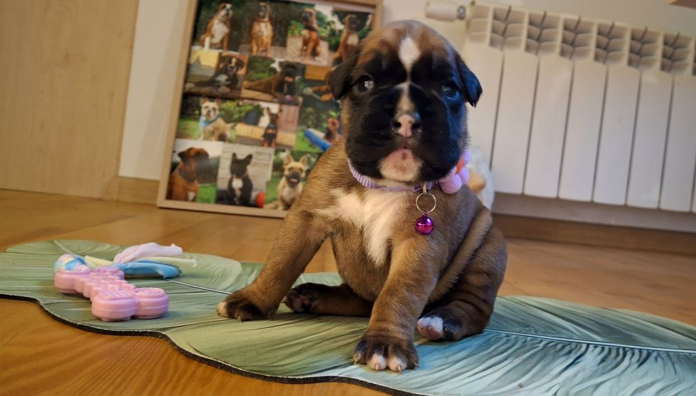 Przepiękna, masywna  żółta suczka bokser rodzice FCI