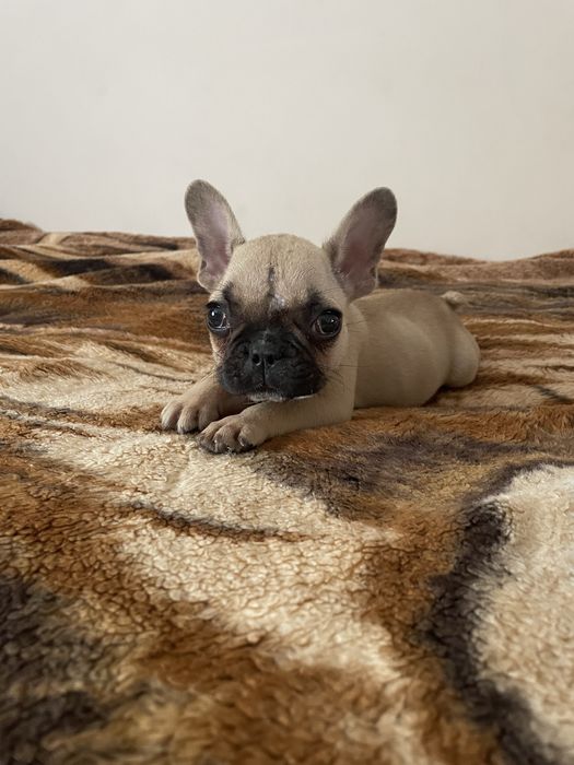 Buldog Francuski