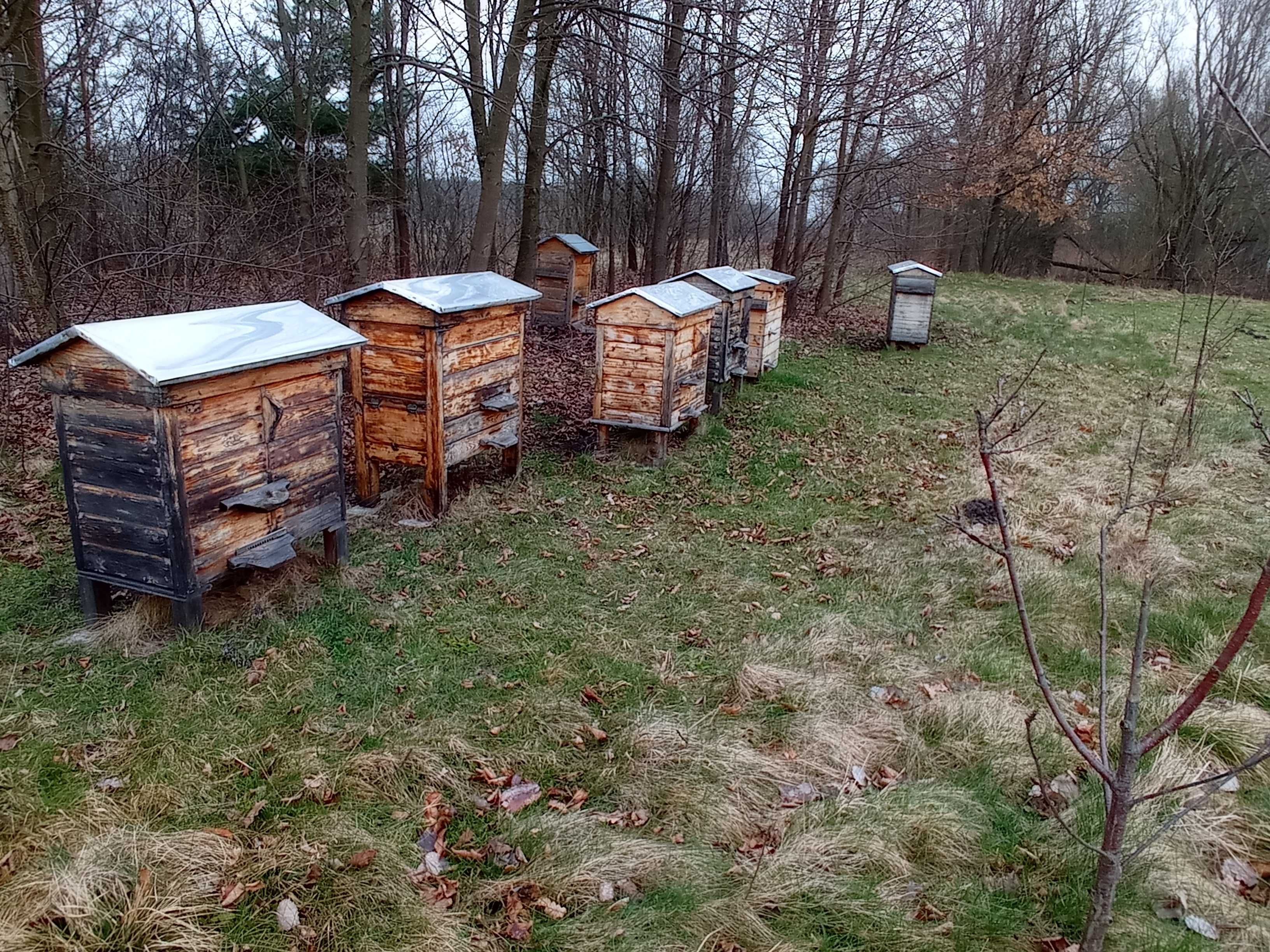 Rodziny pszczele i odkłady na ramce Wielkopolskiej i Warszawskiej Zwył