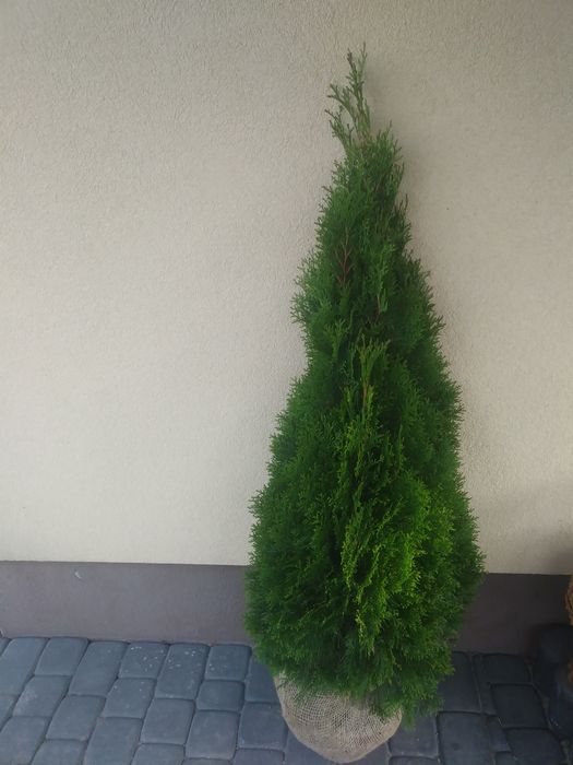 Tuje Szmaragd i brabant  od 100 do 220cm oraz _szmaragd żółty 100cm