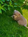 Jasnozłota suczka Golden Retriever
