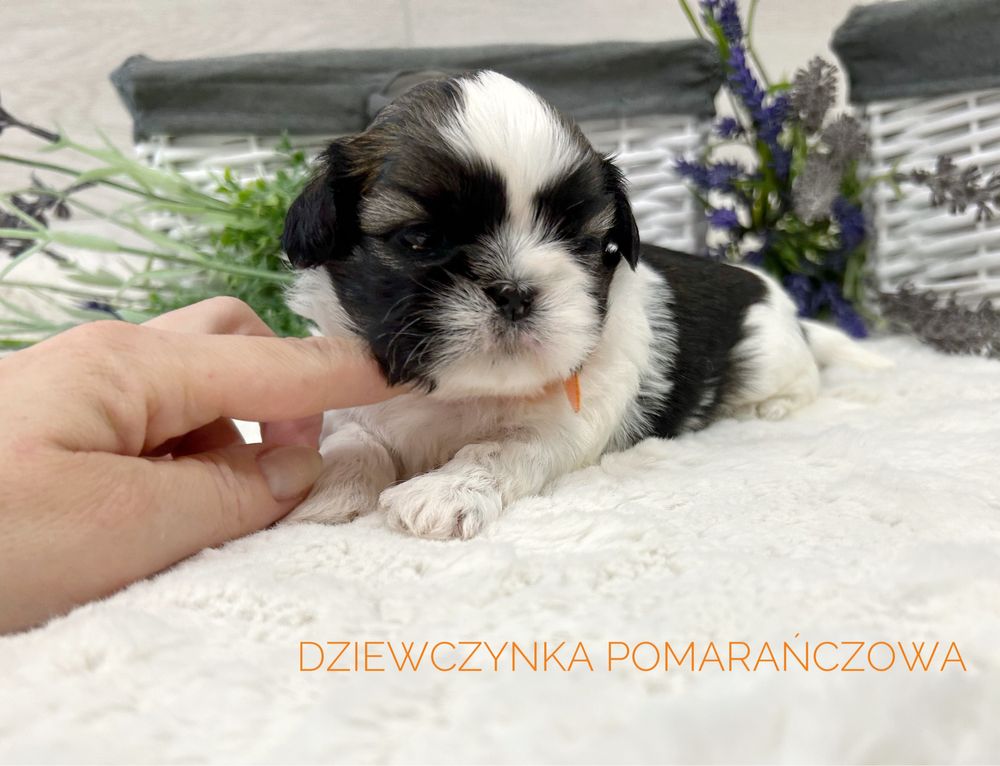 Shih tzu, prześliczna suczka , tricolor!