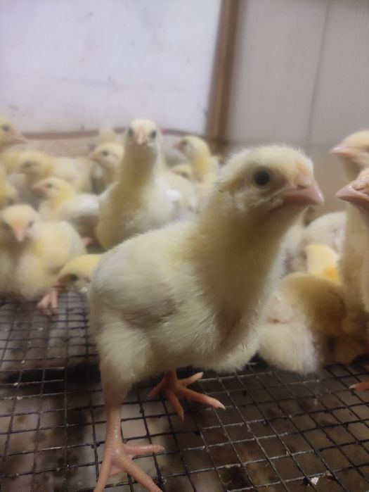 Підрощені Бройлери протягом року