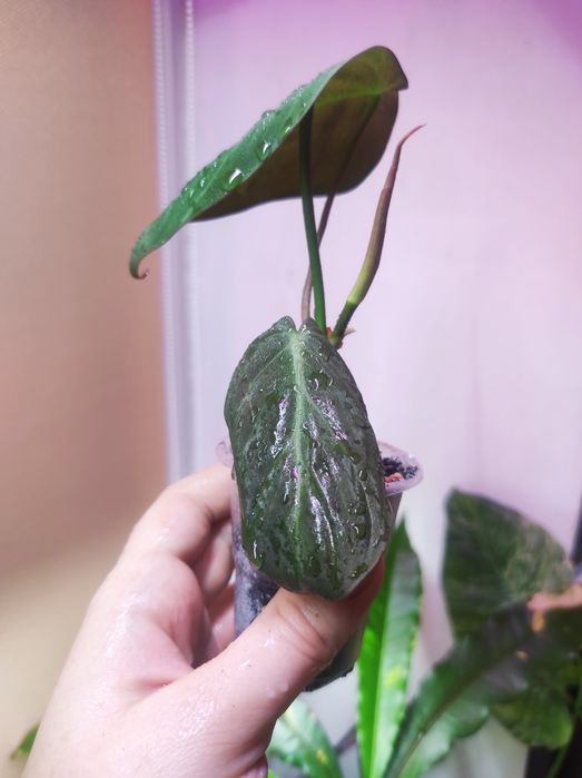 Филодендрон Миканс