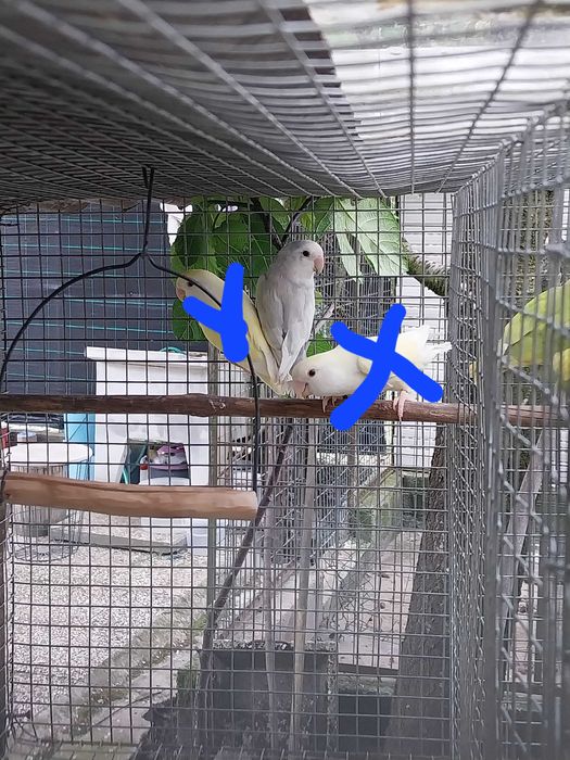 Agapornis Roseicollis