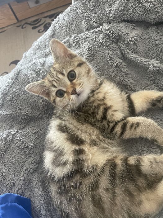 Шотландка підрощена