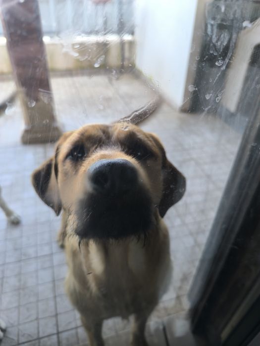 Dou cão filho de mãe labrador pura e pai pastor alemão.