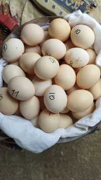Продаються яйця карликових кохинхінів